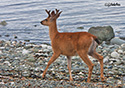 Odocoileus hemionus